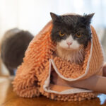 Cat Hand Towel
